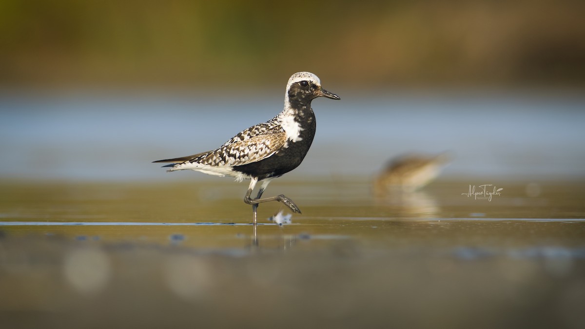 Black-bellied Plover - ML364885821