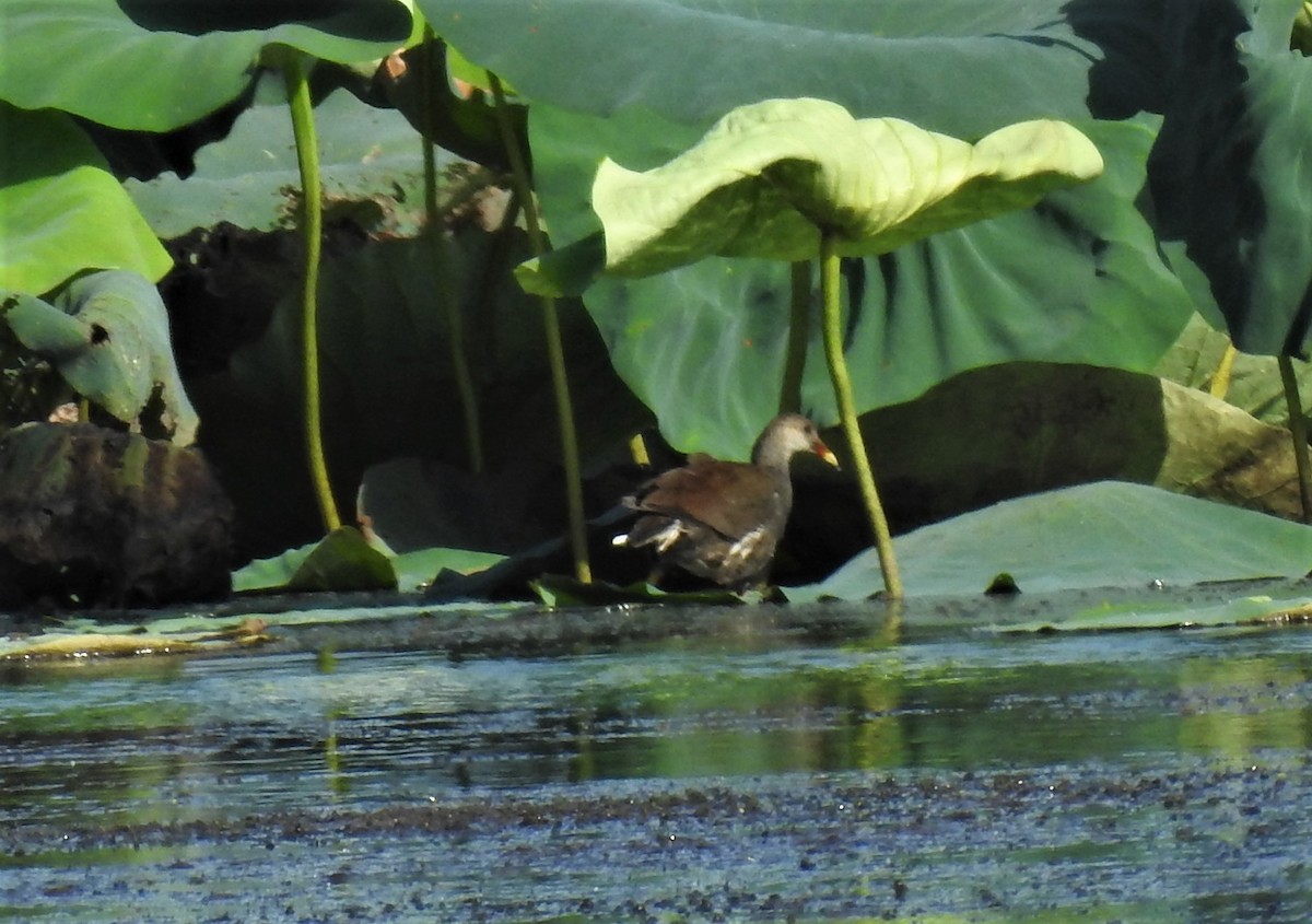 Gallinule d'Amérique - ML364888151