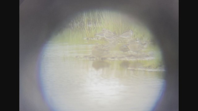 Stilt Sandpiper - ML364889571