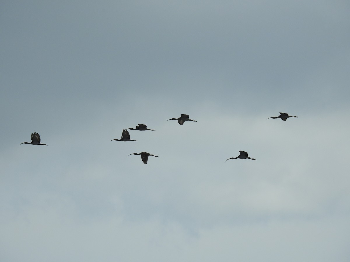 White Ibis - ML364890491