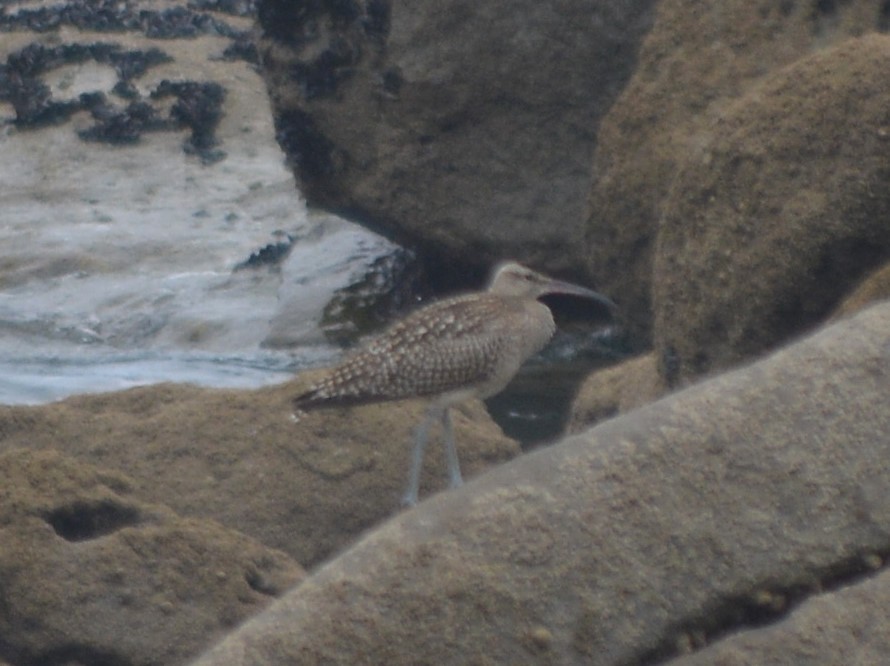 Whimbrel - Jorge Leitão