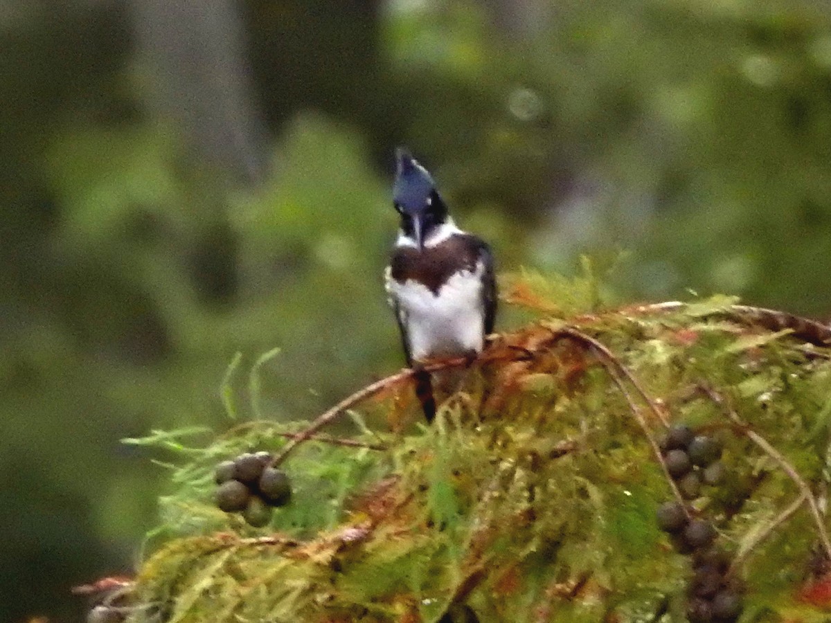 Belted Kingfisher - ML364892001