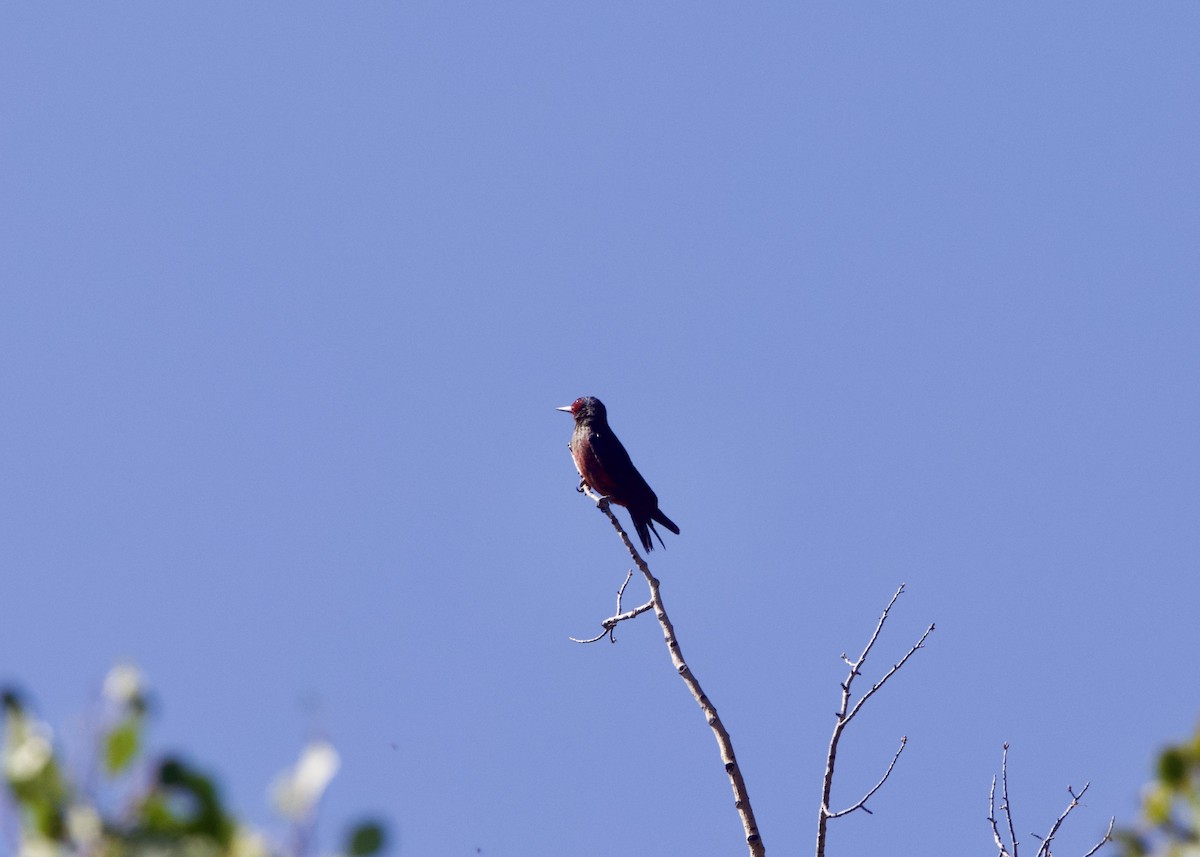 Lewis's Woodpecker - ML364892151