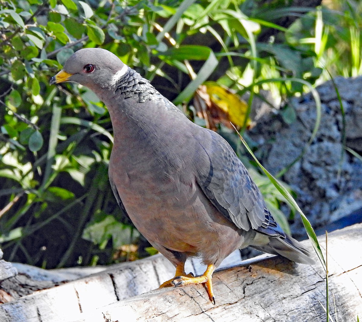 Band-tailed Pigeon - ML364893321
