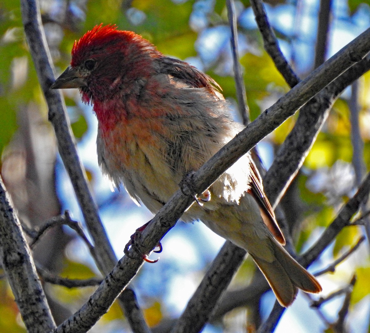 Cassin's Finch - Janet Ruth