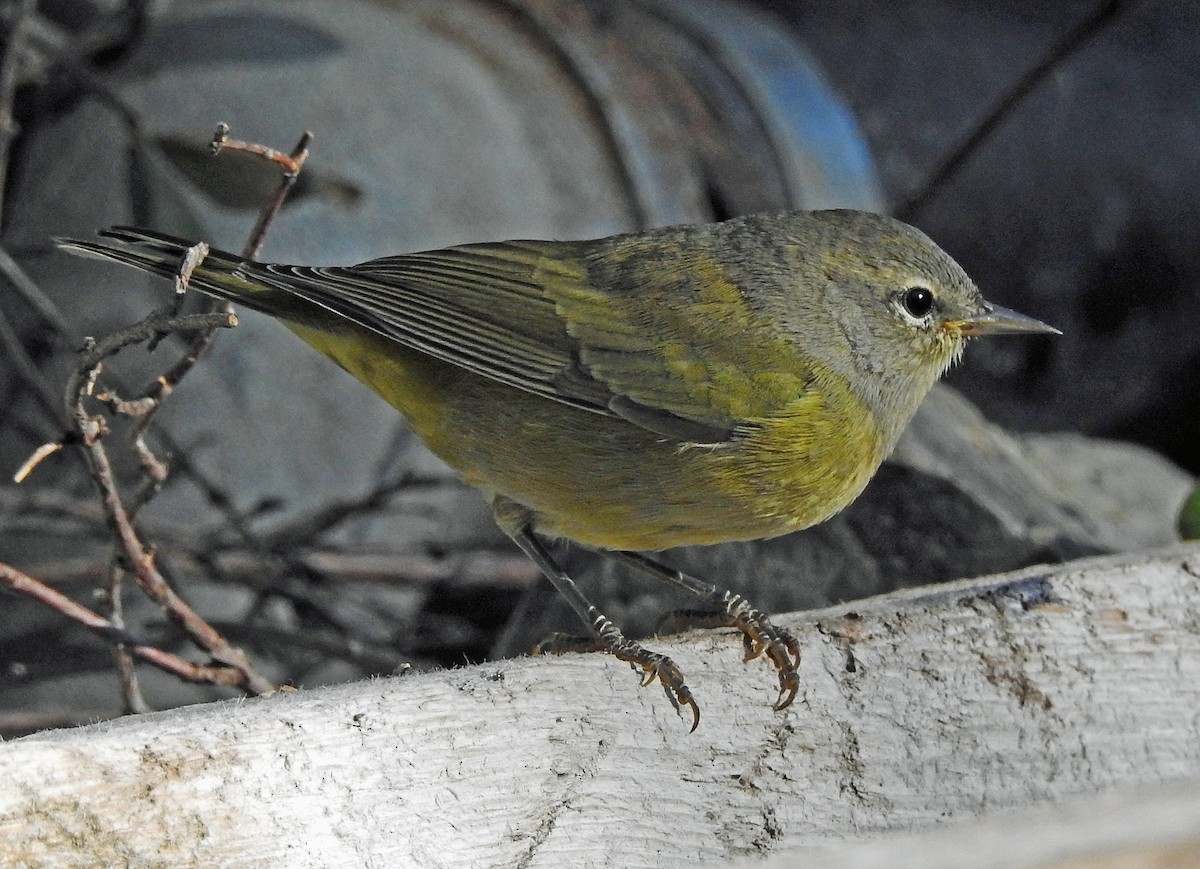 Orange-crowned Warbler - Janet Ruth