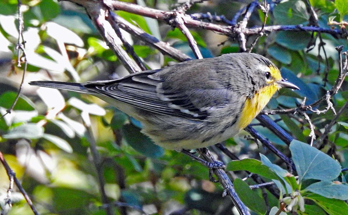 Grace's Warbler - Janet Ruth