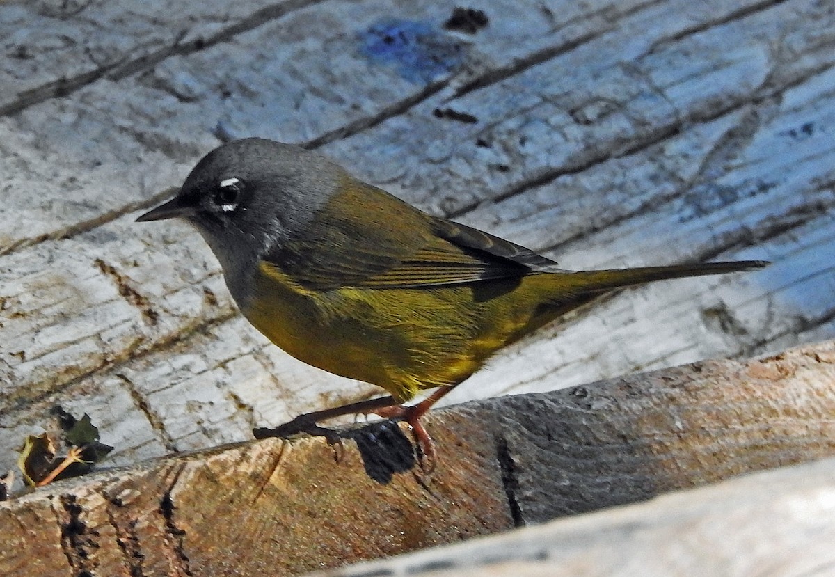 MacGillivray's Warbler - ML364894351