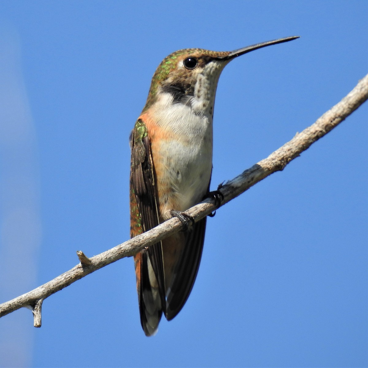 Broad-tailed Hummingbird - ML364894941