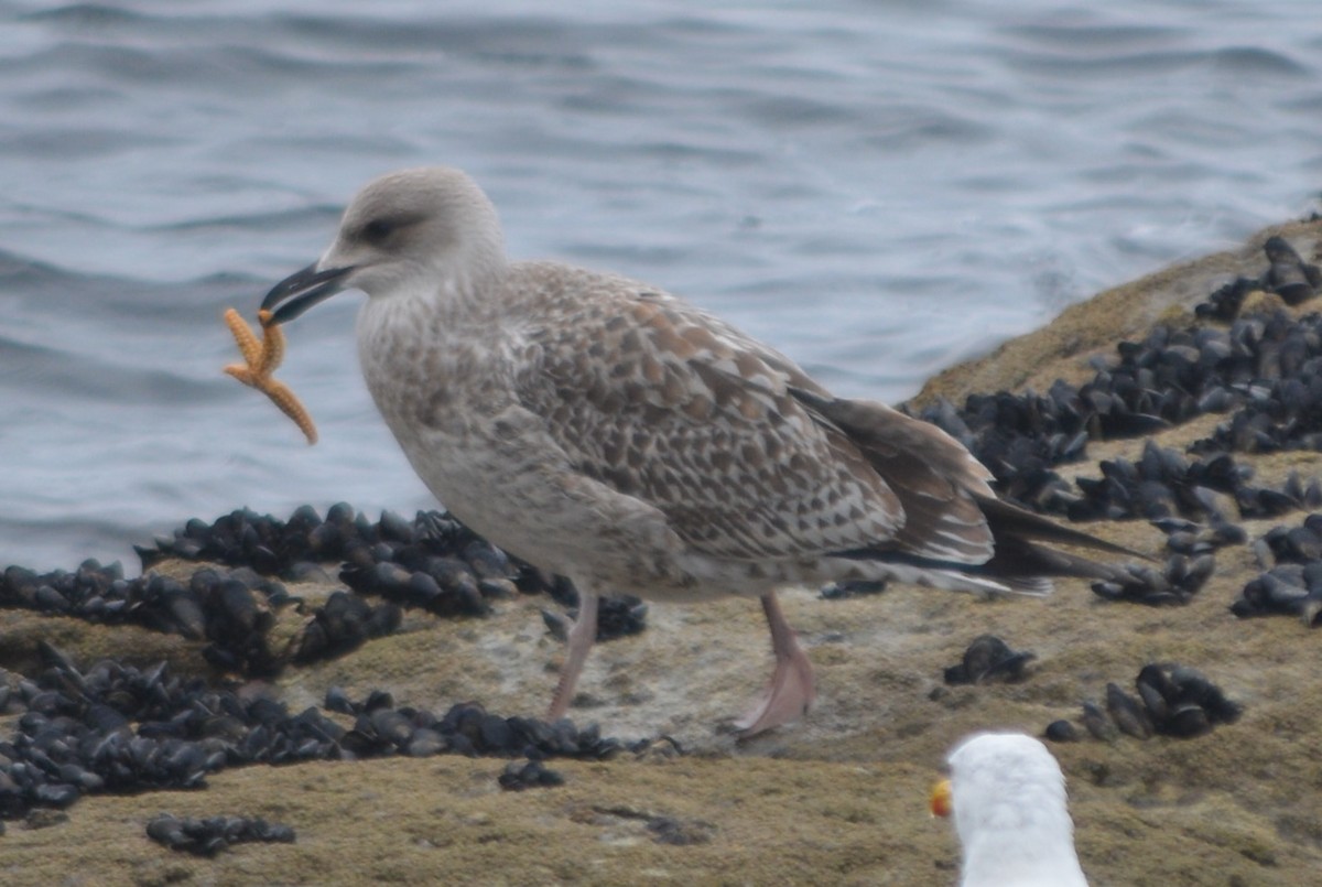 Yellow-legged Gull - ML364895381