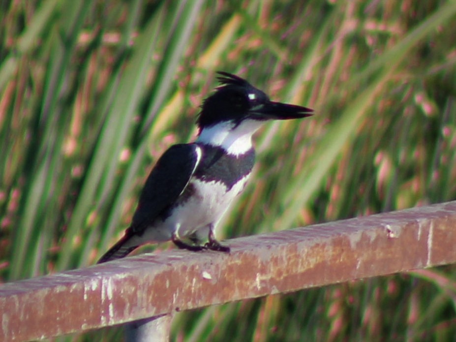 Belted Kingfisher - ML364895531