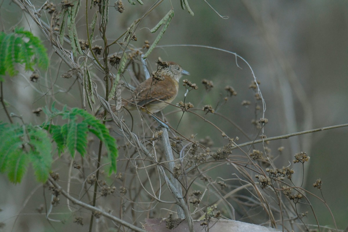 Barred Antshrike - ML364895671