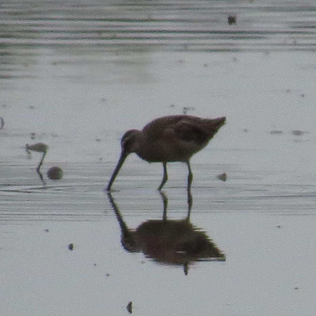 Short-billed Dowitcher - ML364900021