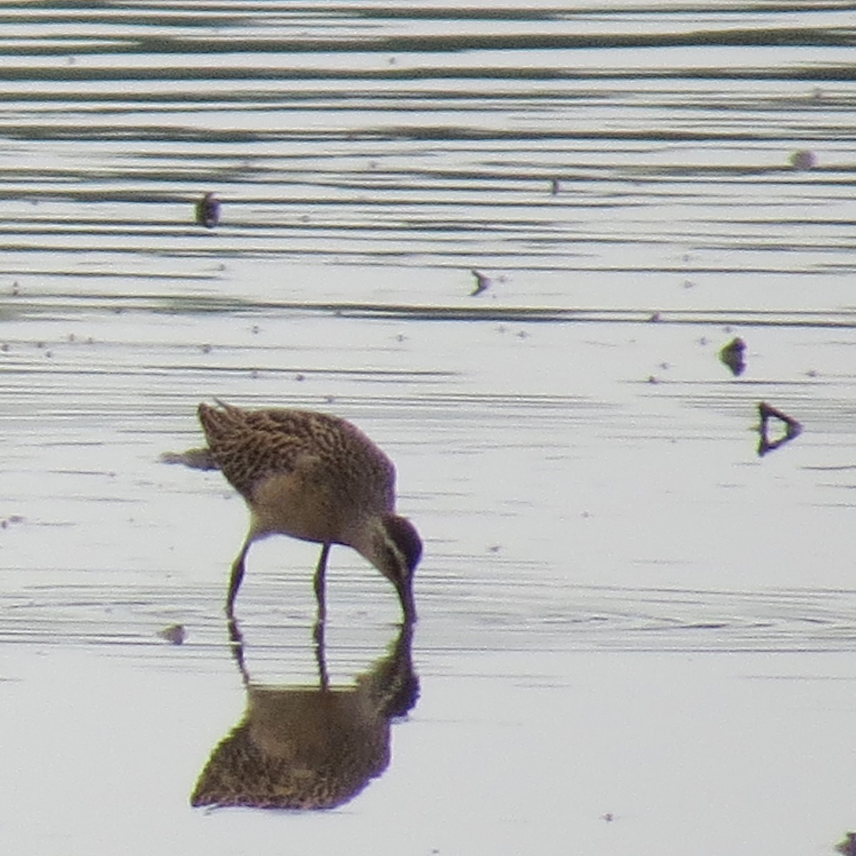 Short-billed Dowitcher - ML364900031