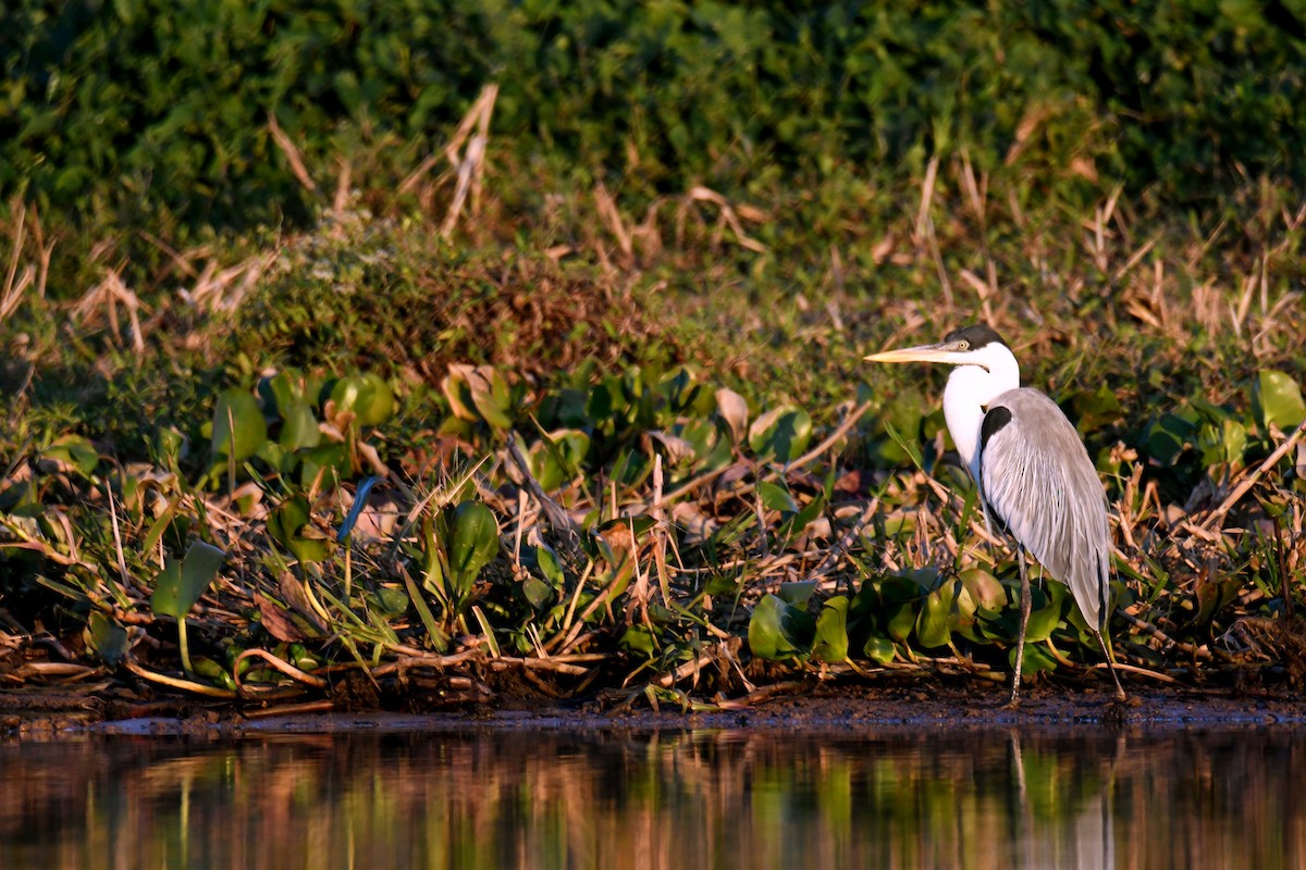 Héron cocoi - ML364900341