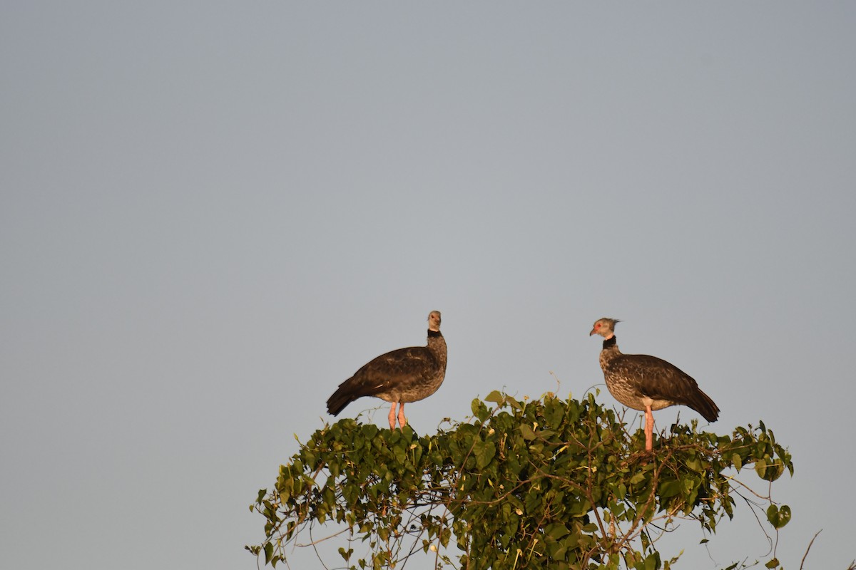 Kolyeli Figankazı - ML364900601