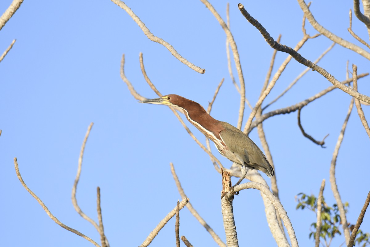 Onoré rayé - ML364900671