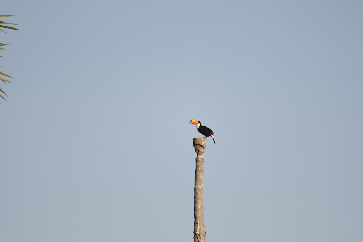 Toko Tukanı - ML364901051