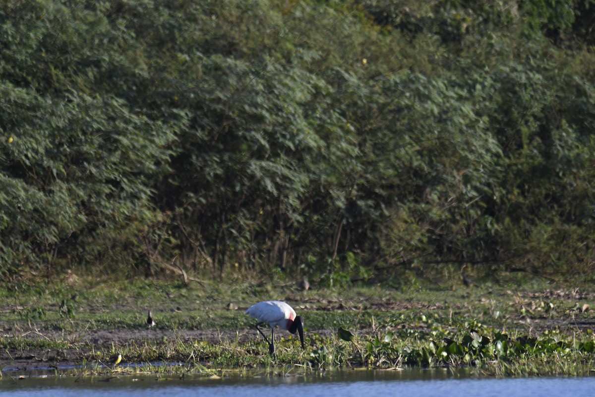 Amerika Jabirusu - ML364901111