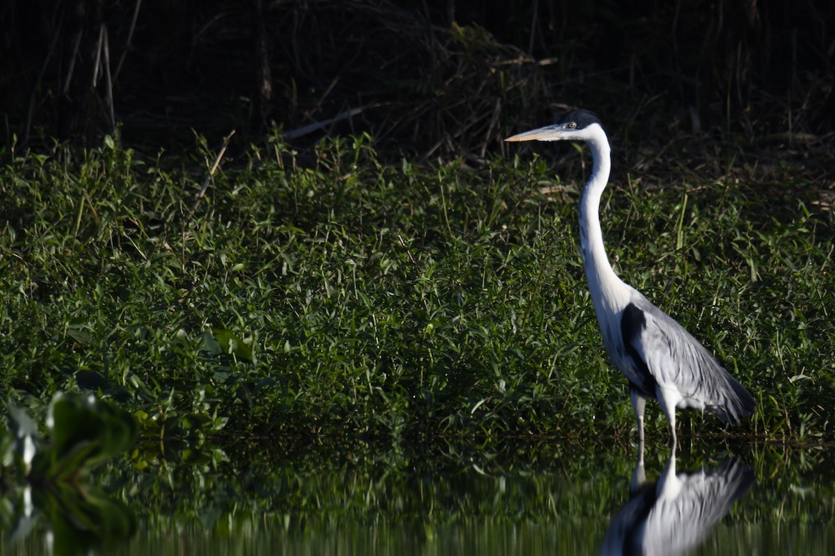 Héron cocoi - ML364902281