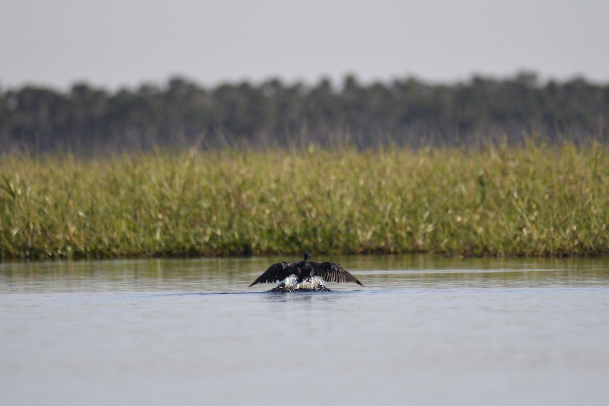 Neotropikal Karabatak - ML364902691