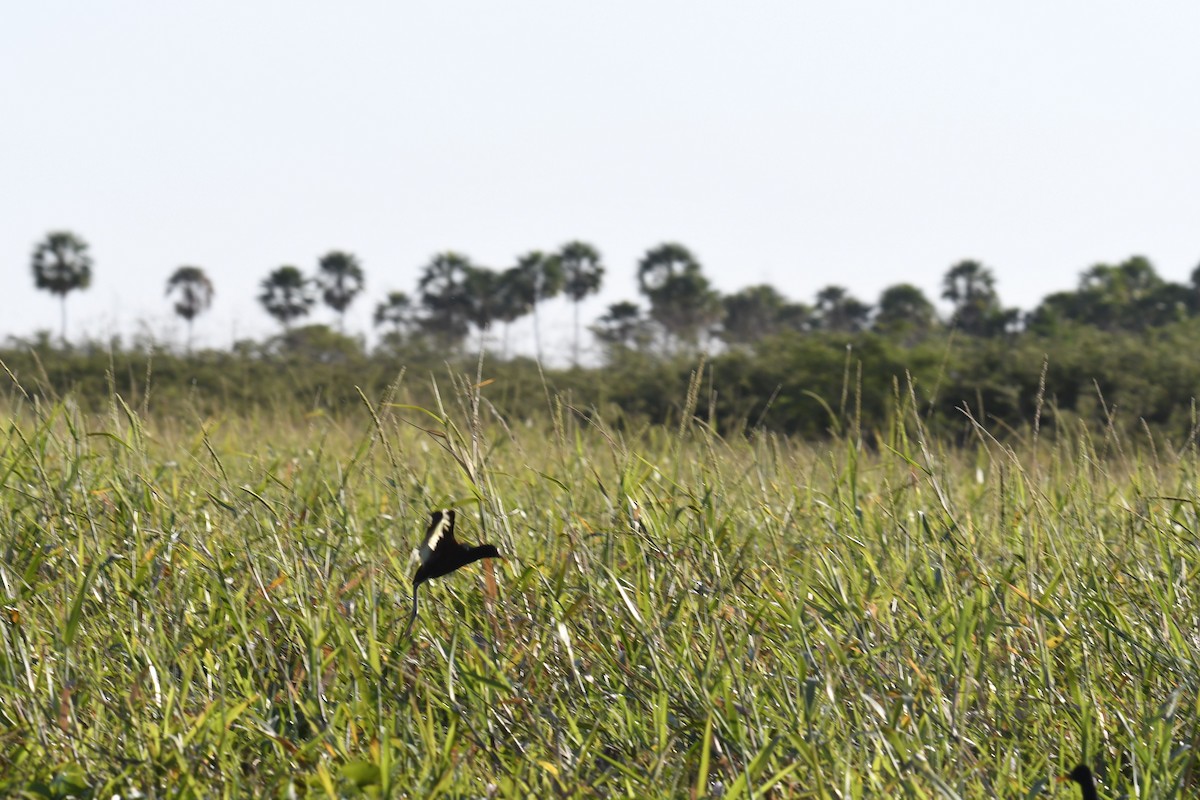 Kırmızı Alınlı Jakana - ML364903421