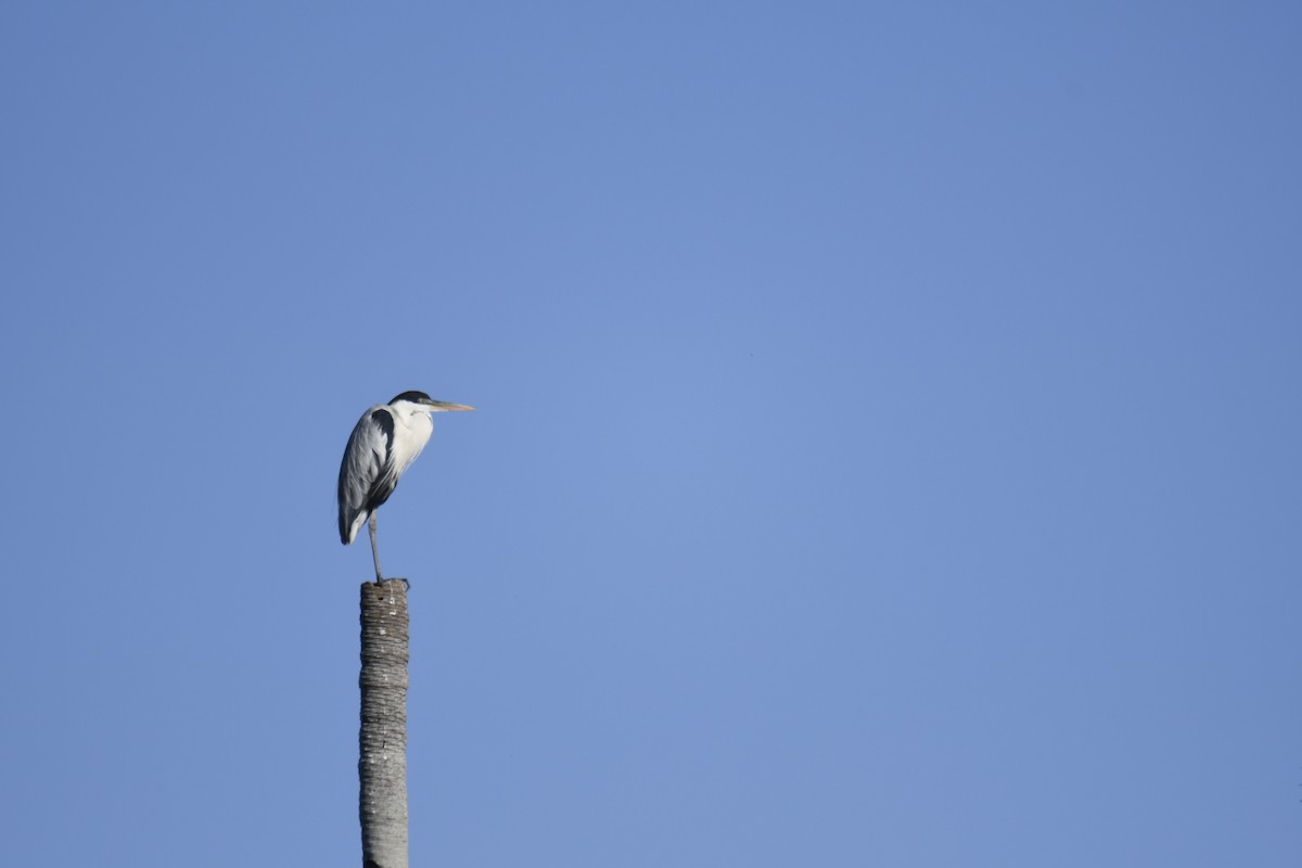 Maskeli Gri Balıkçıl - ML364905071