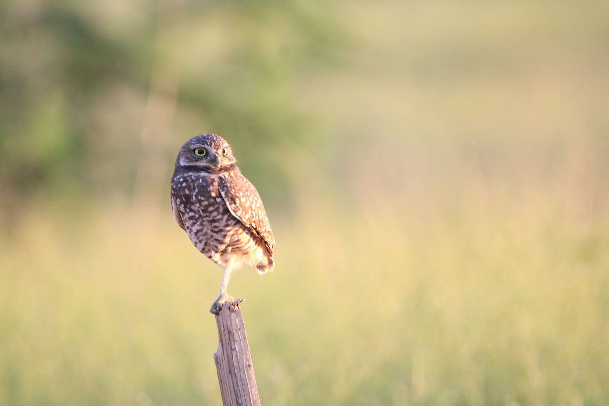 Burrowing Owl - Michael Stremciuc