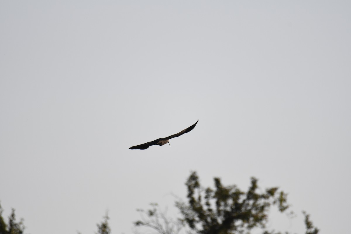 Kurşuni Aynak - ML364905851