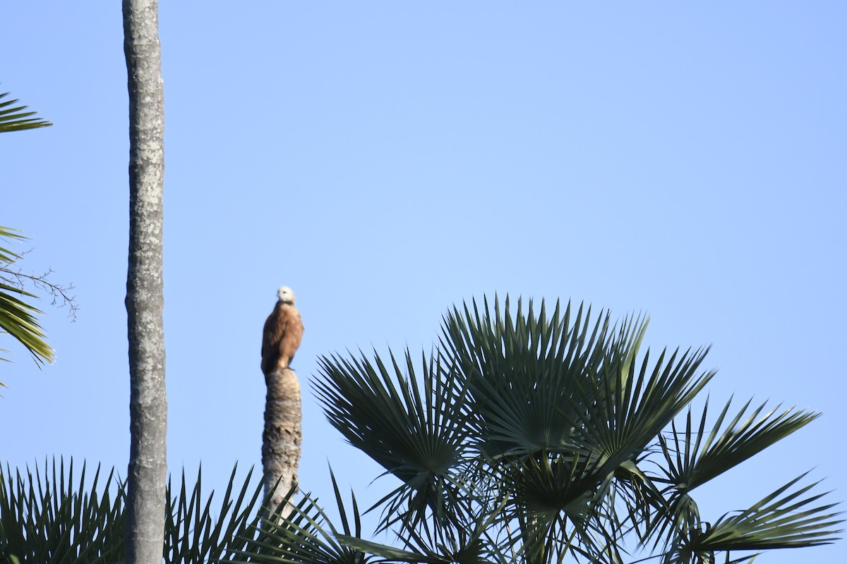 Black-collared Hawk - ML364906021