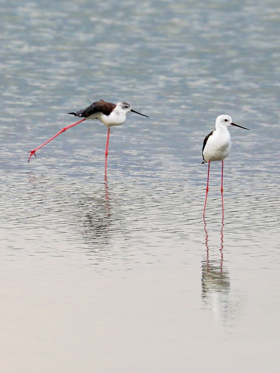 Black-winged Stilt - ML364906081