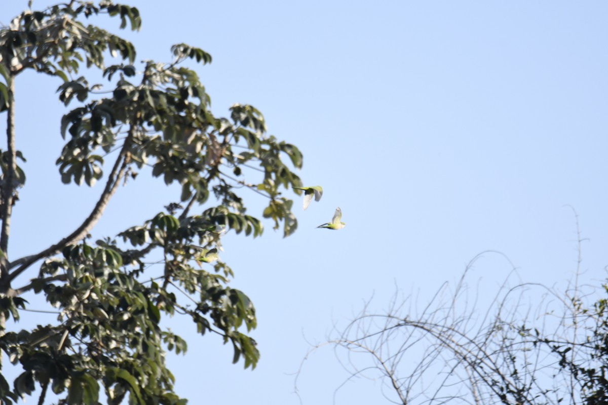 Keşiş Papağanı - ML364906341