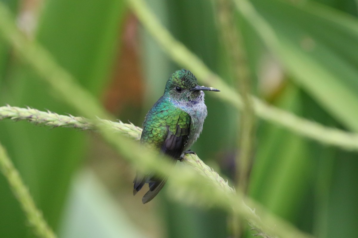 Blue-chested Hummingbird - ML364907571