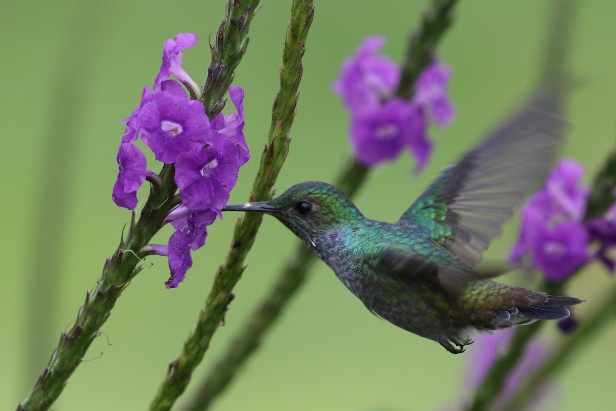 Blue-chested Hummingbird - ML364907591