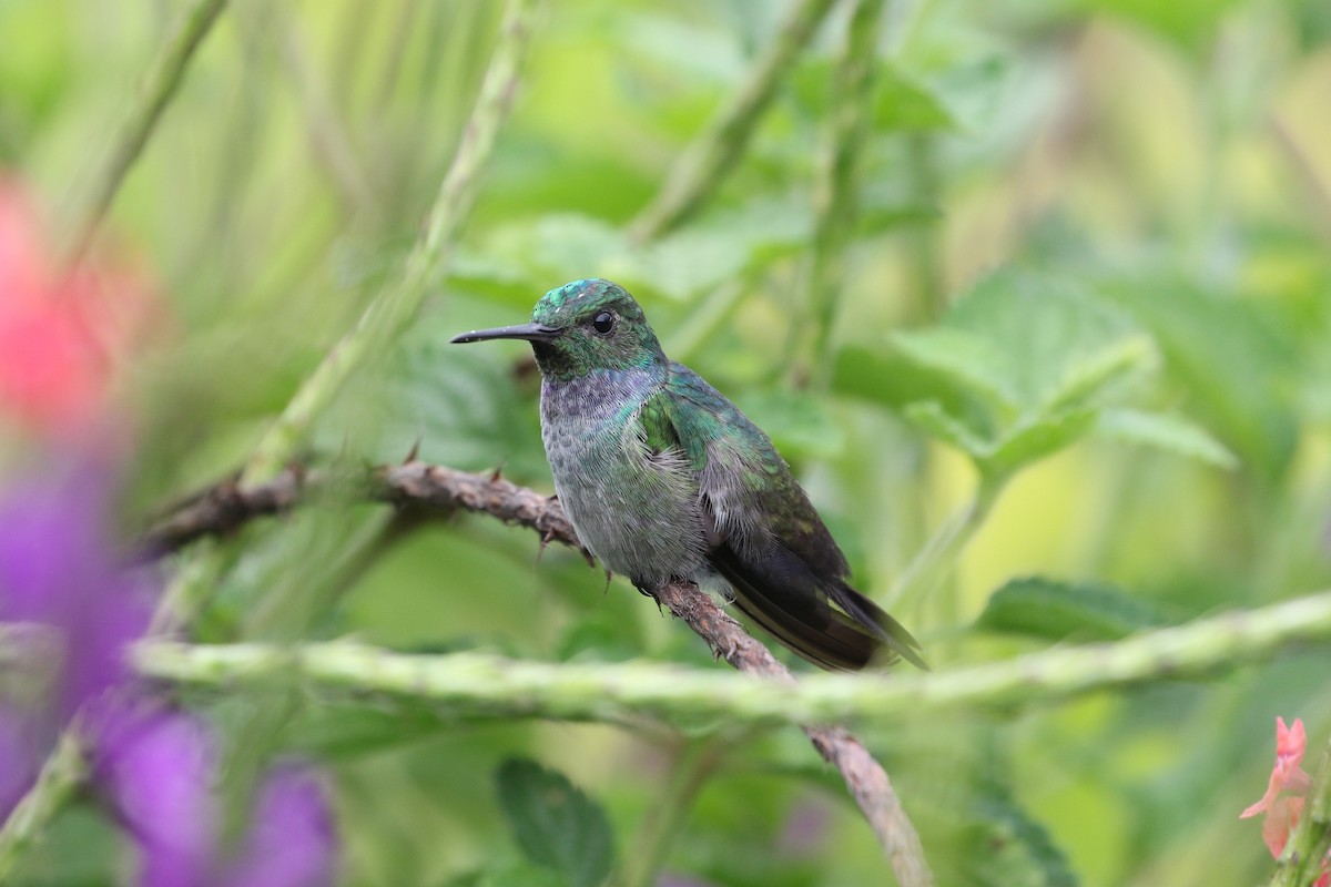 Blue-chested Hummingbird - ML364907601