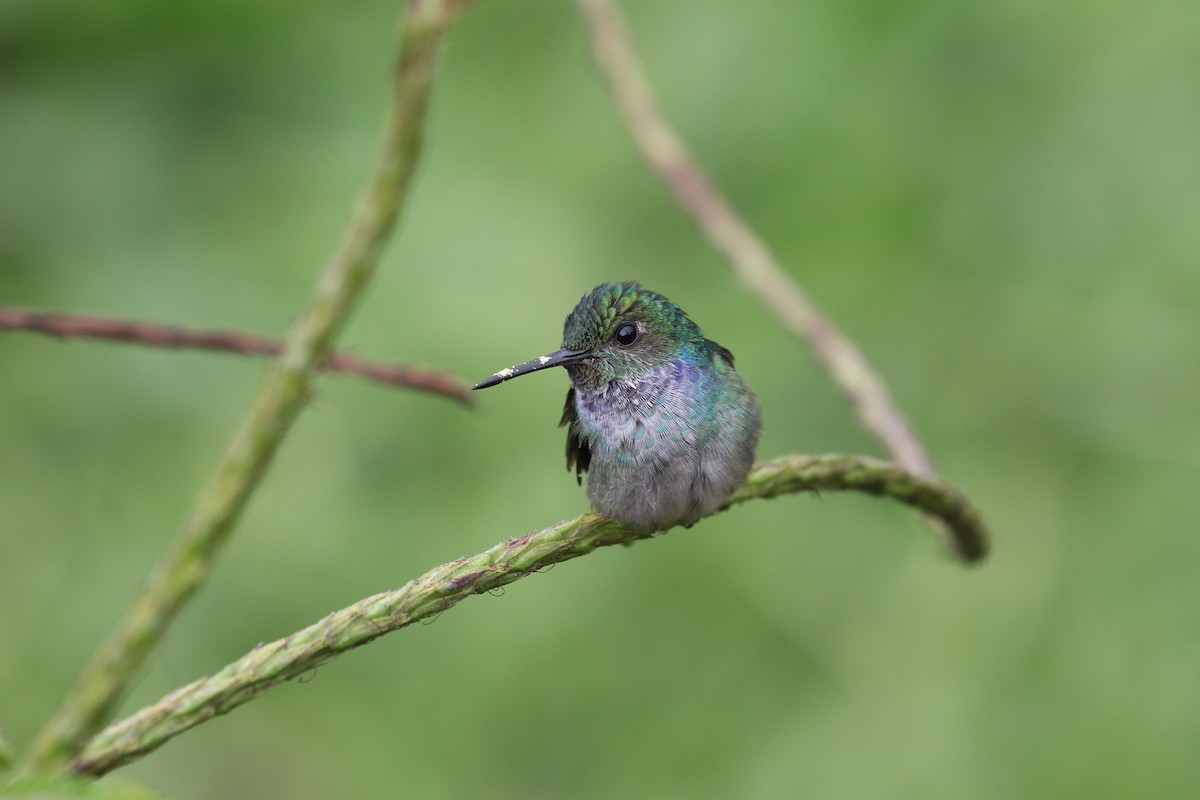 Blue-chested Hummingbird - ML364907621
