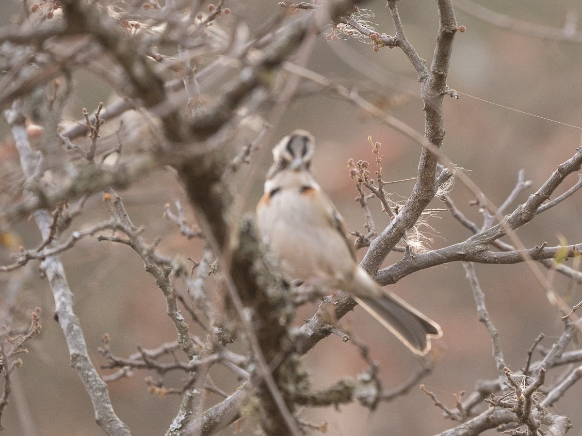 Rufous-collared Sparrow - Jorge Claudio Schlemmer