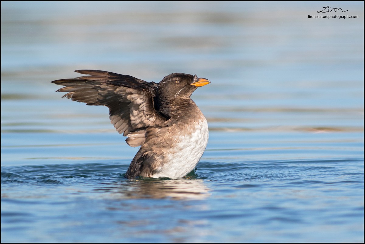 Rhinoceros Auklet - Liron Gertsman