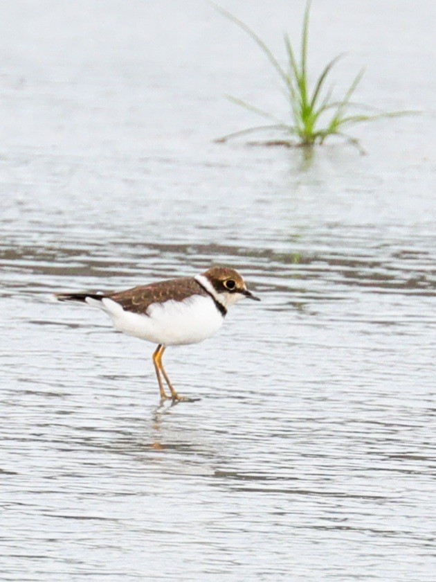 Little Ringed Plover - ML364908921