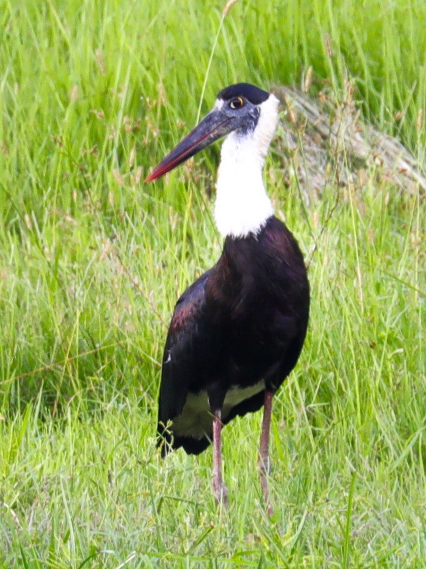 Asian Woolly-necked Stork - ML364908961