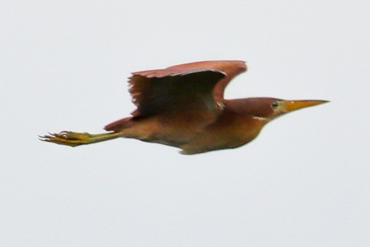 Cinnamon Bittern - ML364909011