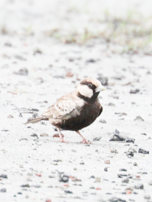 Ashy-crowned Sparrow-Lark - ML364909051