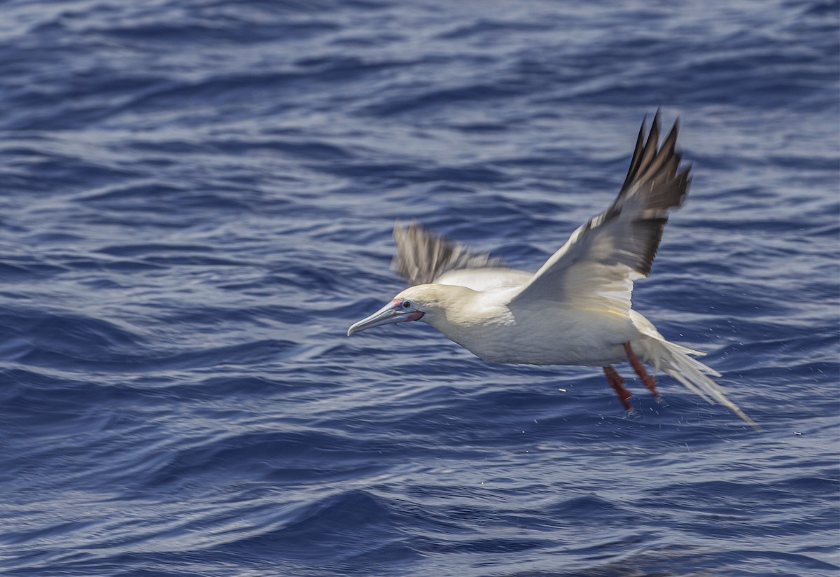 Red-footed Booby - Rlene Steffy