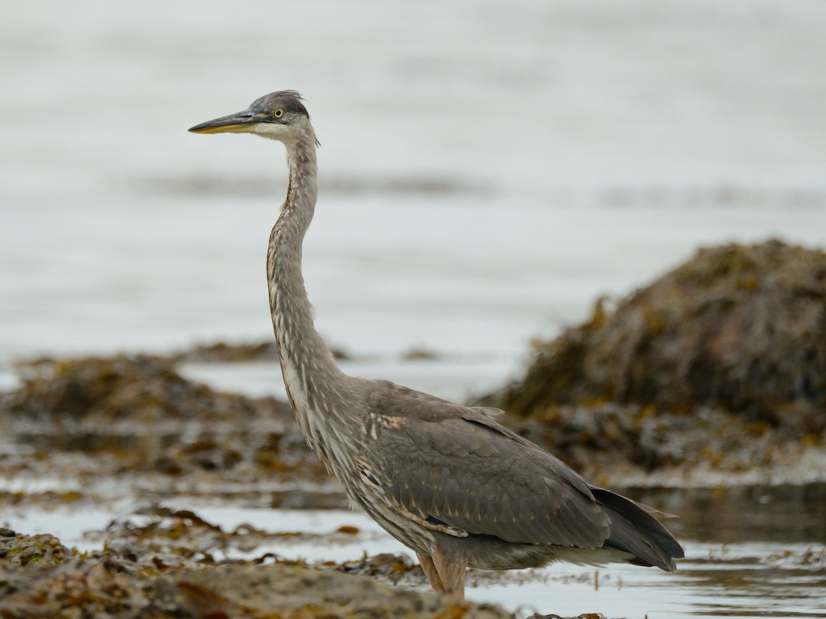 Great Blue Heron (Great Blue) - ML364911851