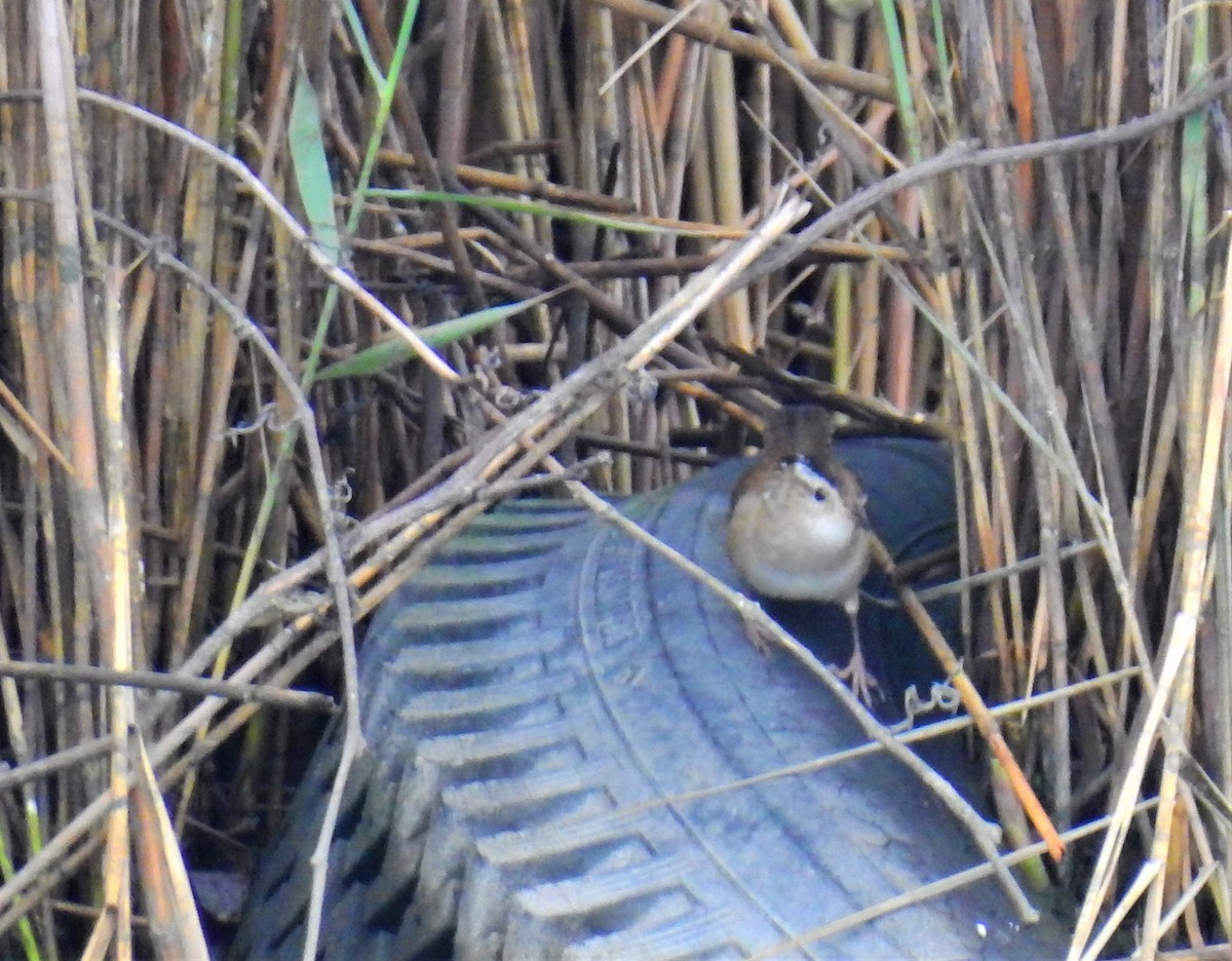 Marsh Wren - ML364912071