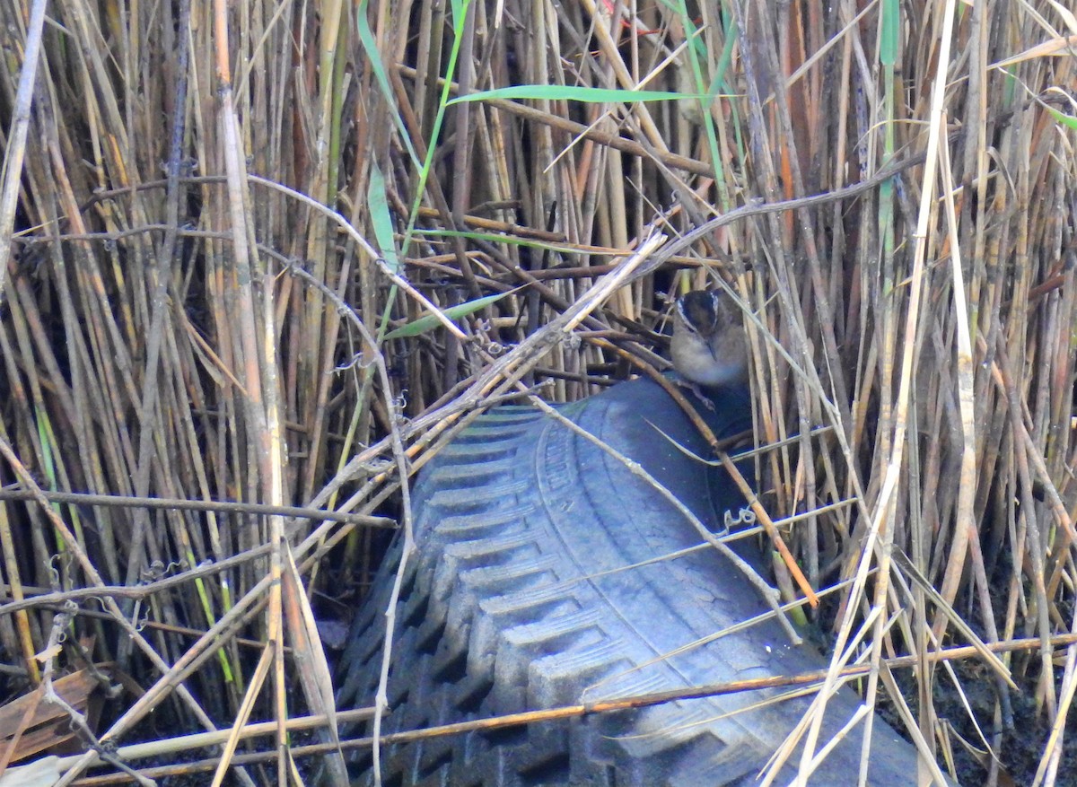 Marsh Wren - ML364912091