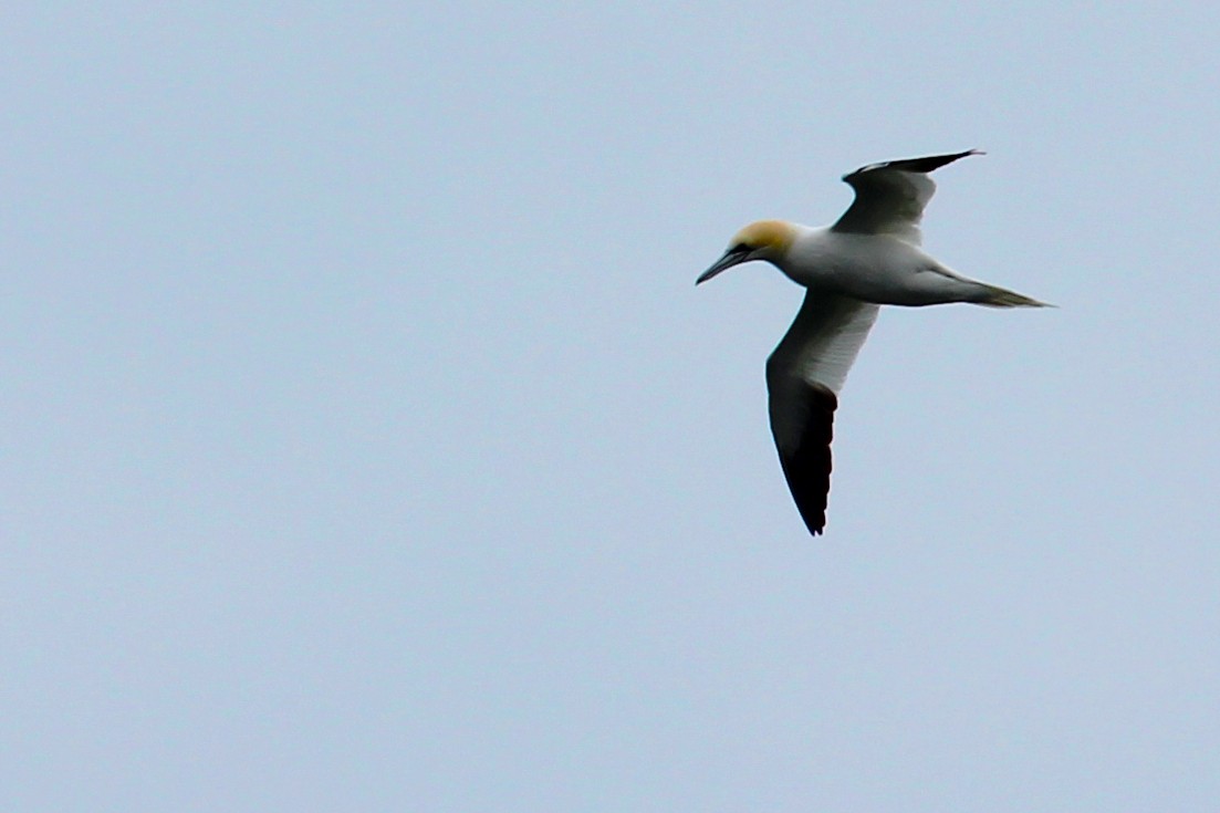 Northern Gannet - ML36491261