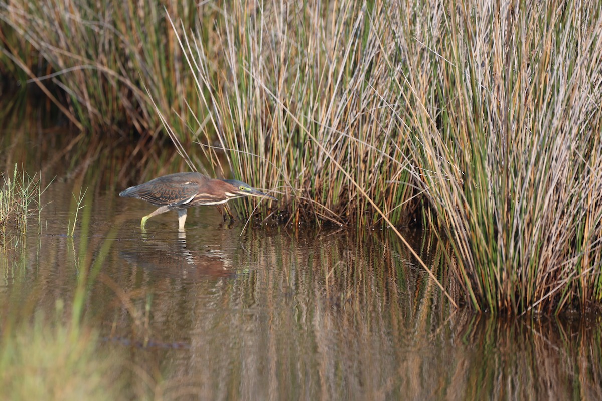 Green Heron - ML364912951