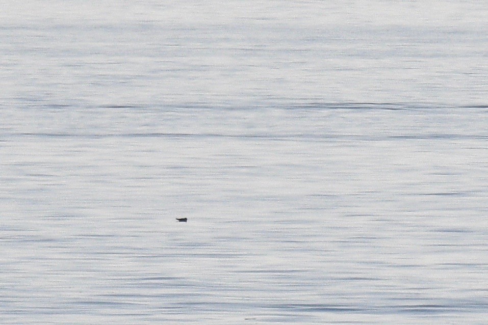 Long-tailed Jaeger - Will Brooks