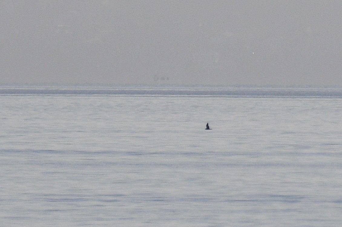 Long-tailed Jaeger - ML364913481